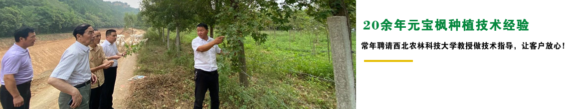 20余年元寶楓種植經驗